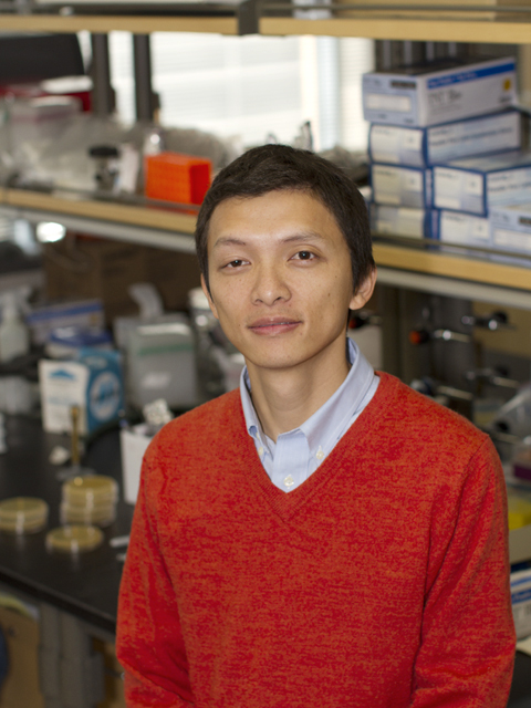 Xiao Wang cell behavior