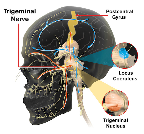 Illustration of the inside of a human skull with a caption of "Researchers will develop methods to non-invasively stimulate a brainstem nucleus, the locus coeruleus, that is involved in arousal and attention.."