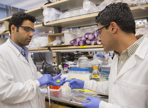 A photo of Mehdi Nikkhah working in a lab with a student with a caption of "“Imagine what we can learn from a heart tissue model that lives outside of the body and is capable of replicating what the heart experiences during a heart attack,” says Mehdi Nikkhah (right). Photographer: Jessica Hochreiter/ASU"