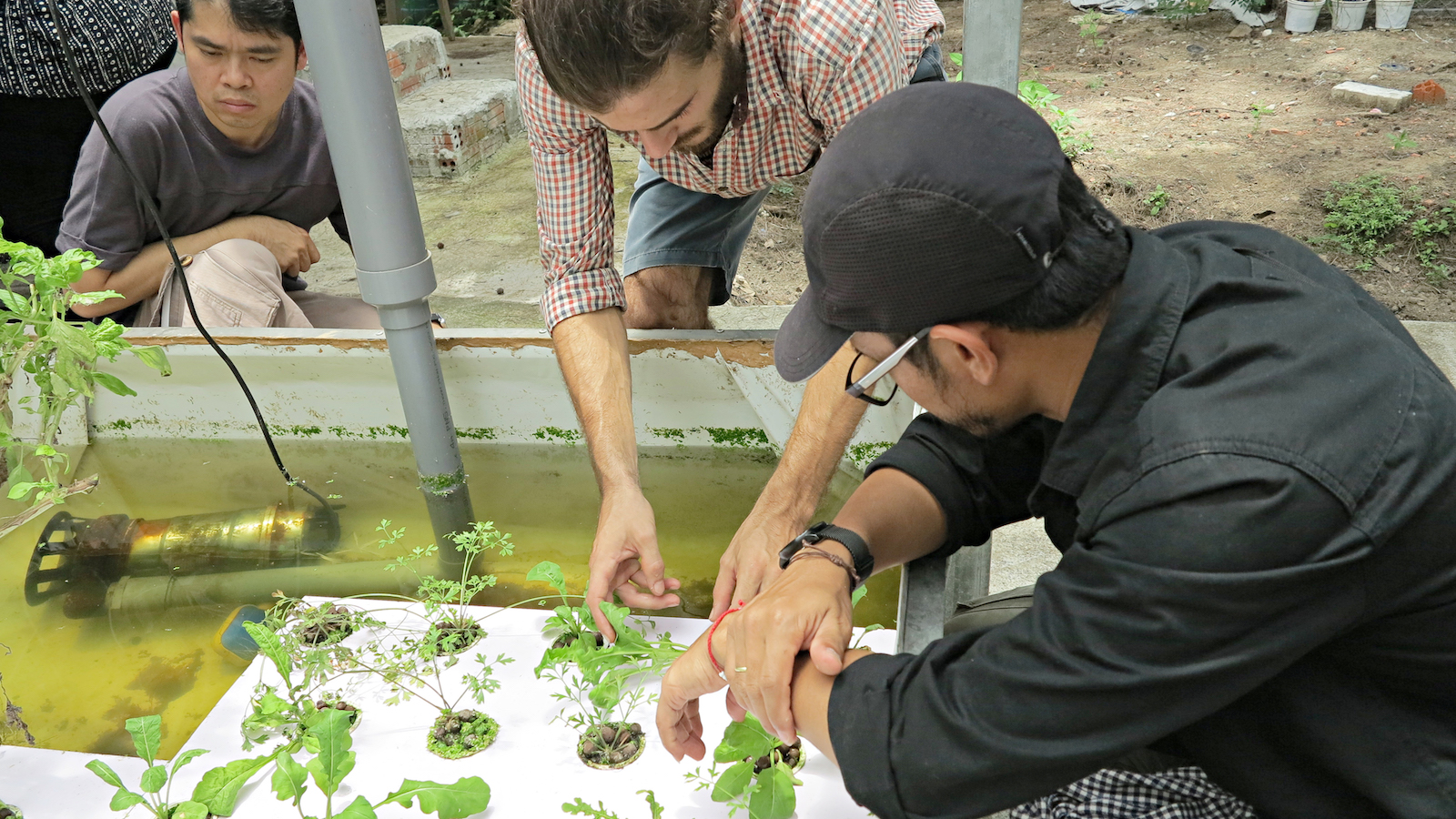 three men leaning over plants