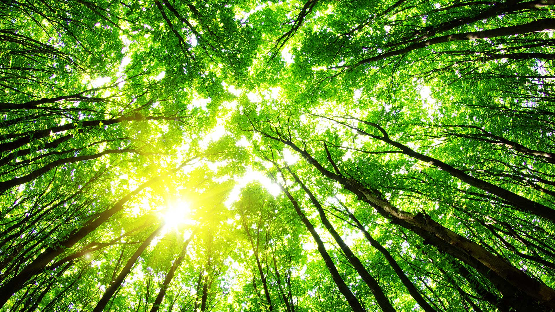 a view looking up at trees