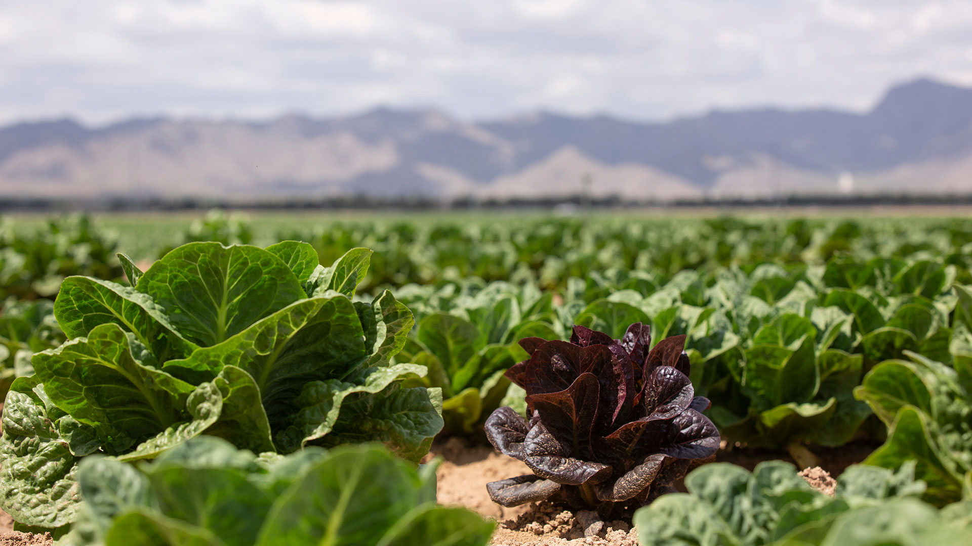 lettuce field in Arizona