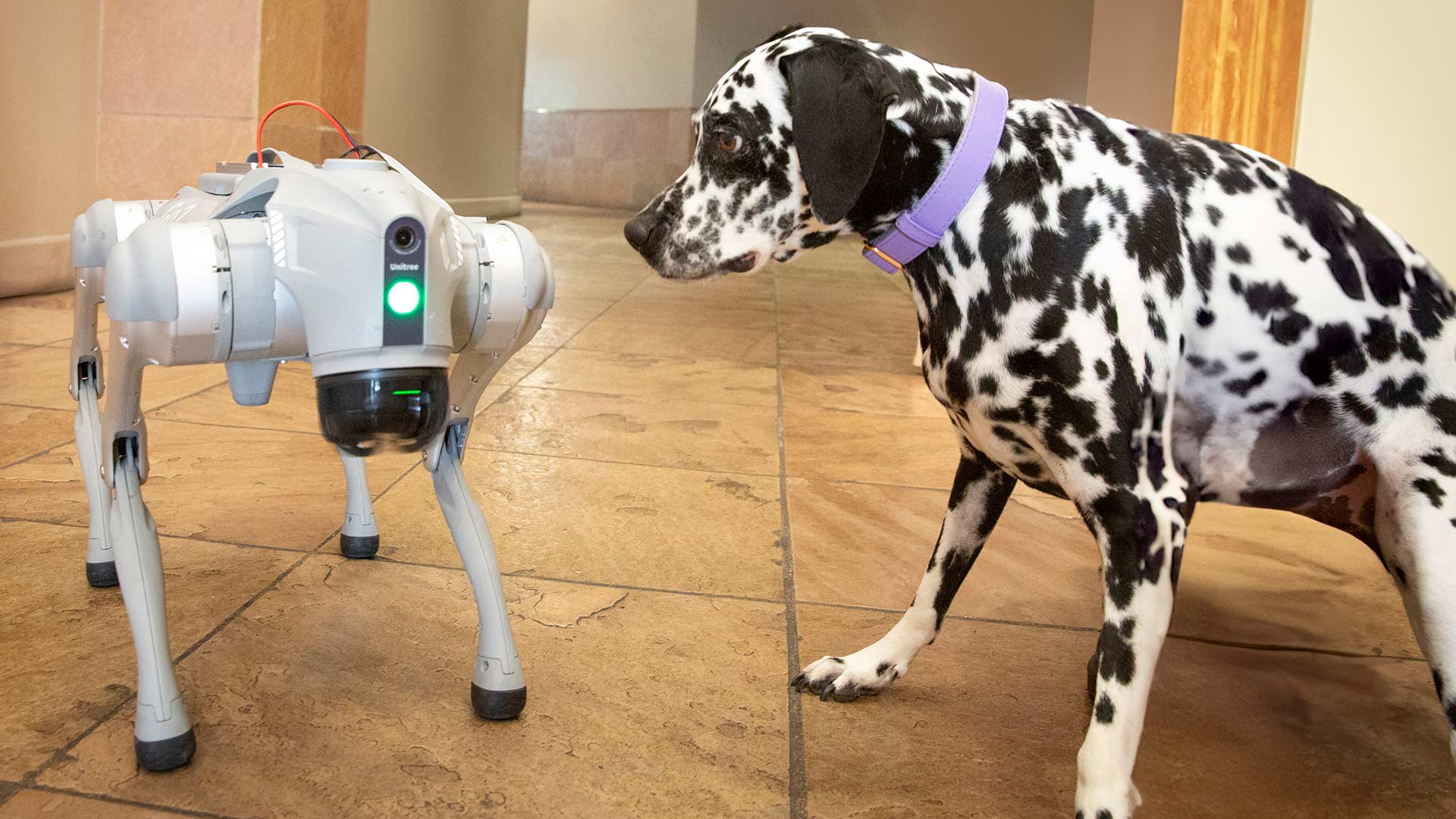 robodog and dalmatian
