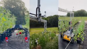 Three robots operate in a test field of tomato plants.
