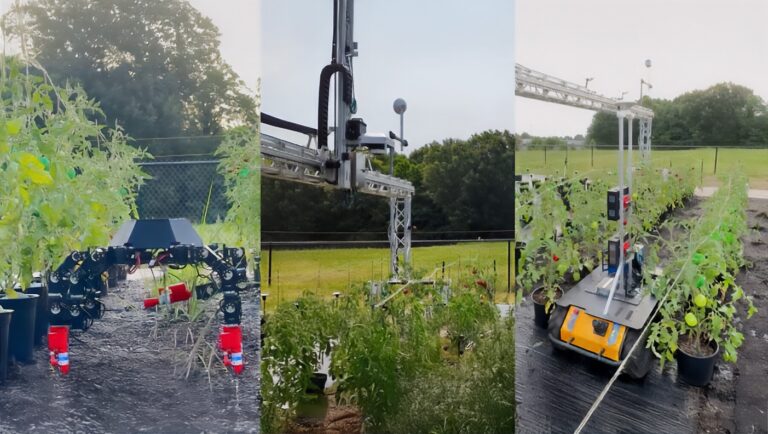 Three robots operate in a test field of tomato plants.